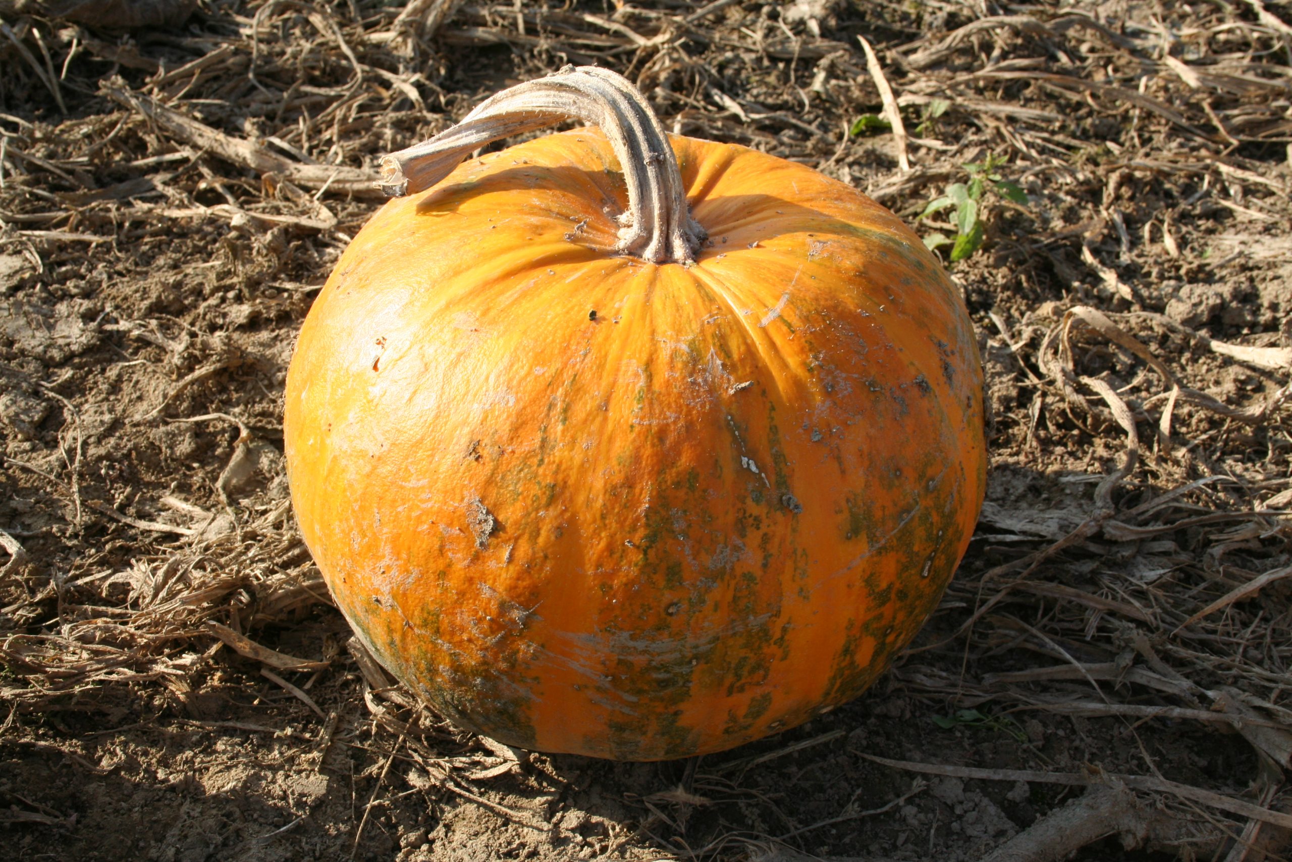 kürbiskernöl steiermark