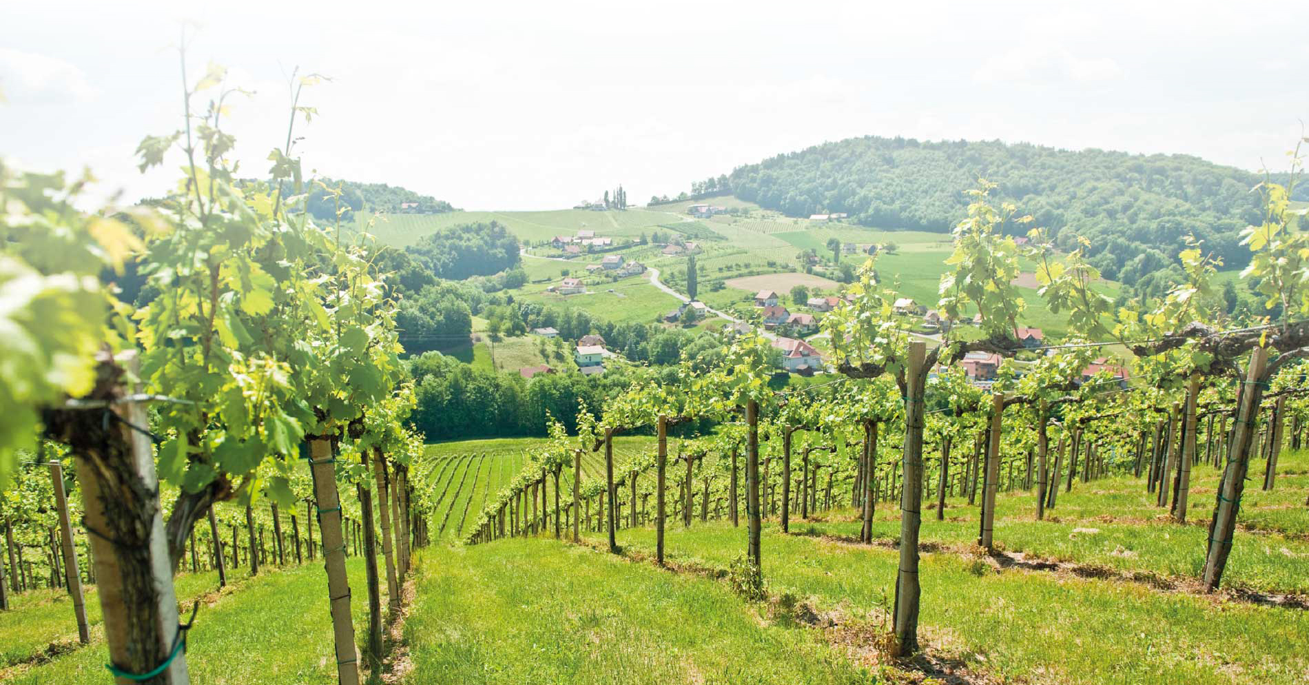 ried stermetzberg weingut gründl