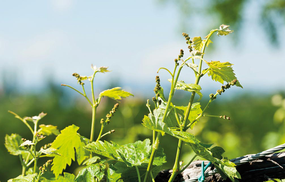 sauvignon blanc kaufen