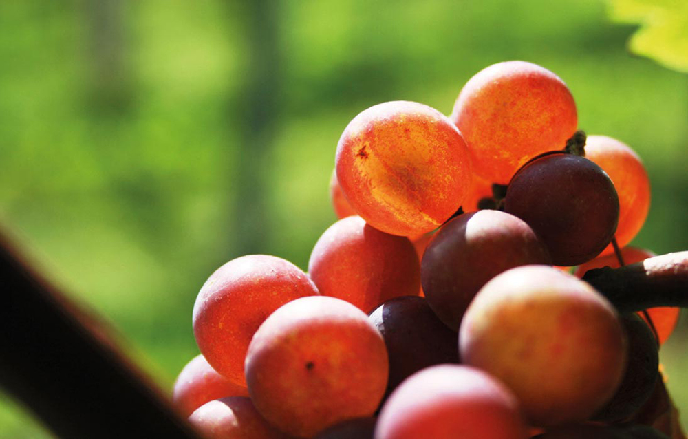 online wein kaufen