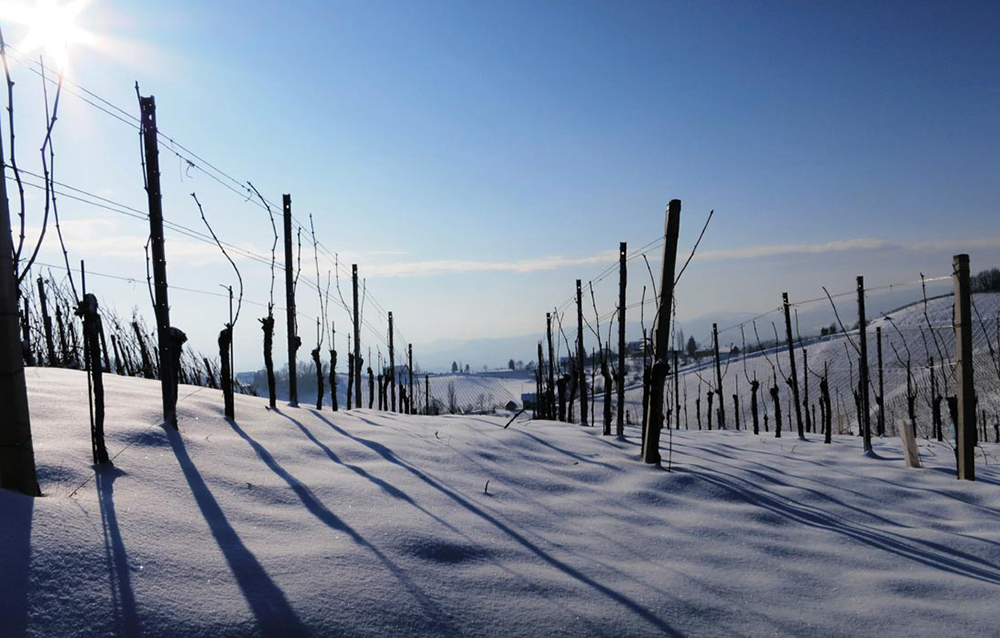 winter im weingarten