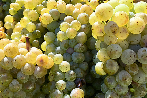 steirischer Sauvignon Blanc online kaufen